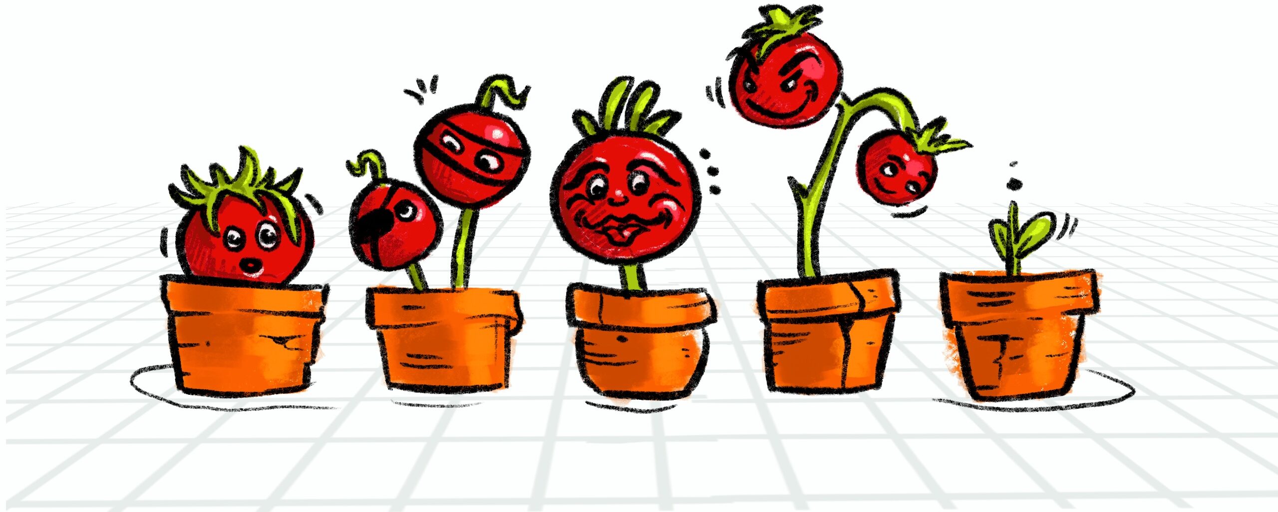 Tomato heroes growing